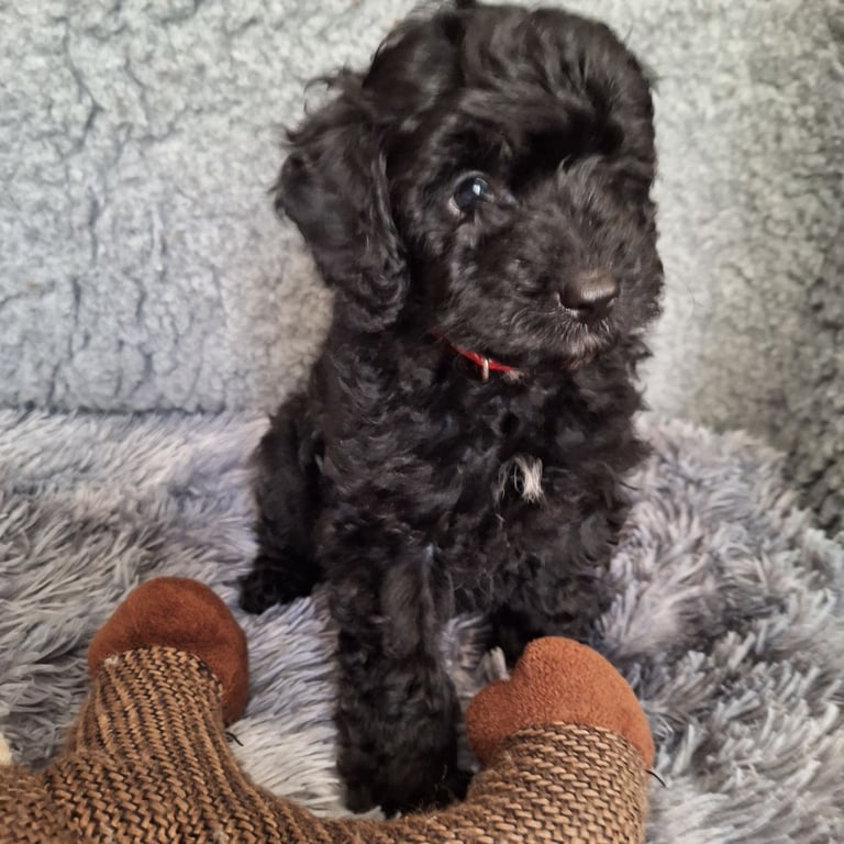 CAVAPOCHO  PUPPIES 8 WEEKS READY NOW