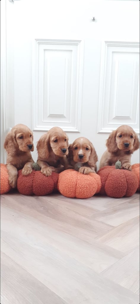 Show Type Cocker Spaniel Puppies