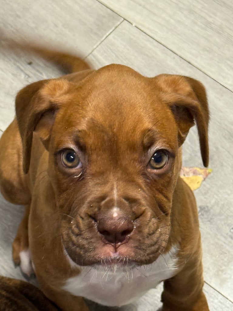 Beautiful boxer puppies 