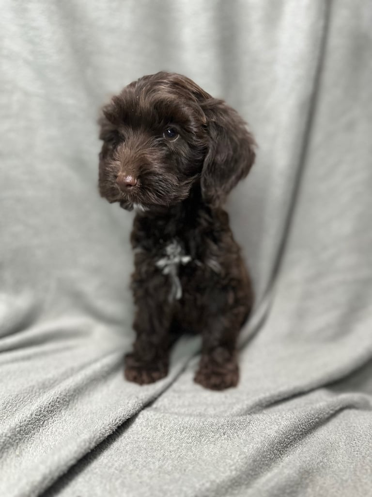 Cockapoo puppys 