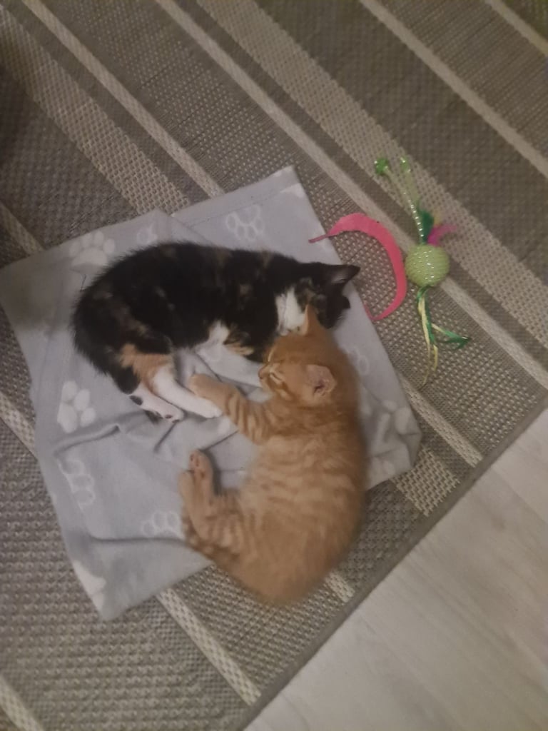 *** GORGEOUS TWO BEAUTIFUL KITTENS LEFT 😸 😍 ***