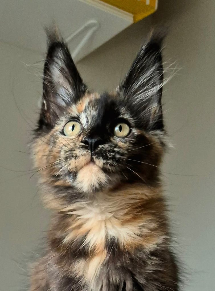 Maine coon gccf reg
