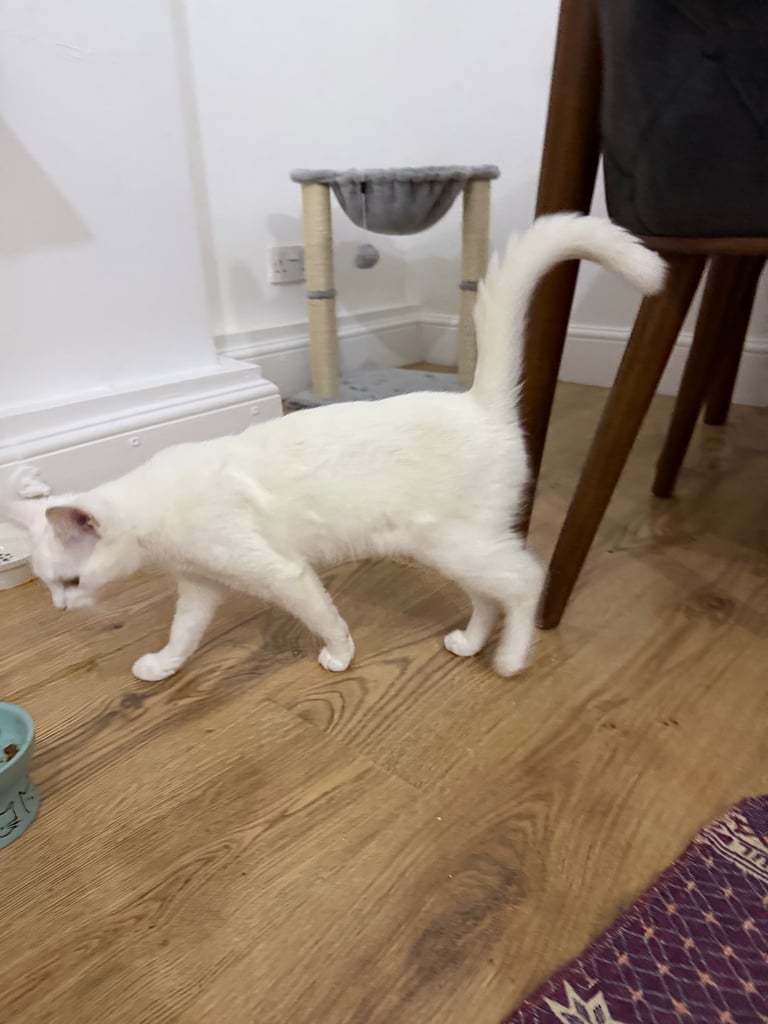 6 months old white kitten 