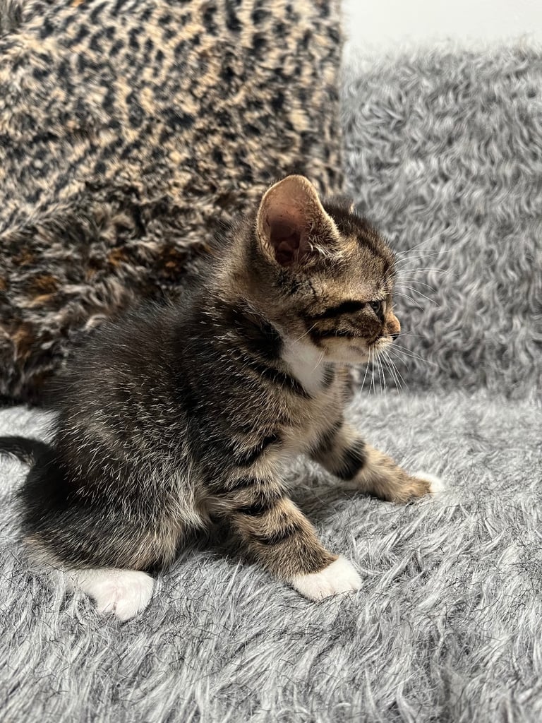 5 tabby kittens for sale 