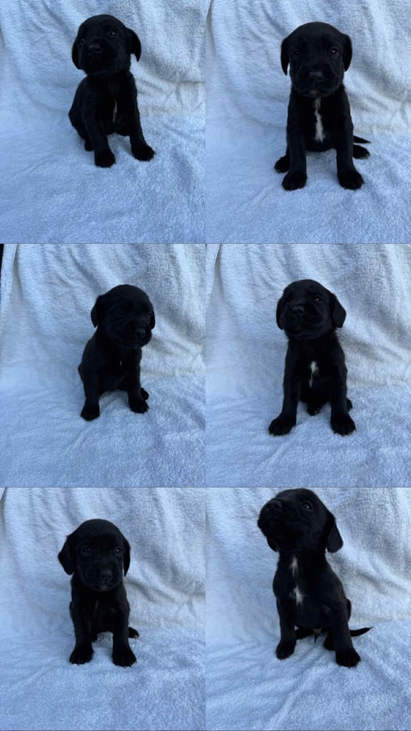Cocker x Labrador puppies