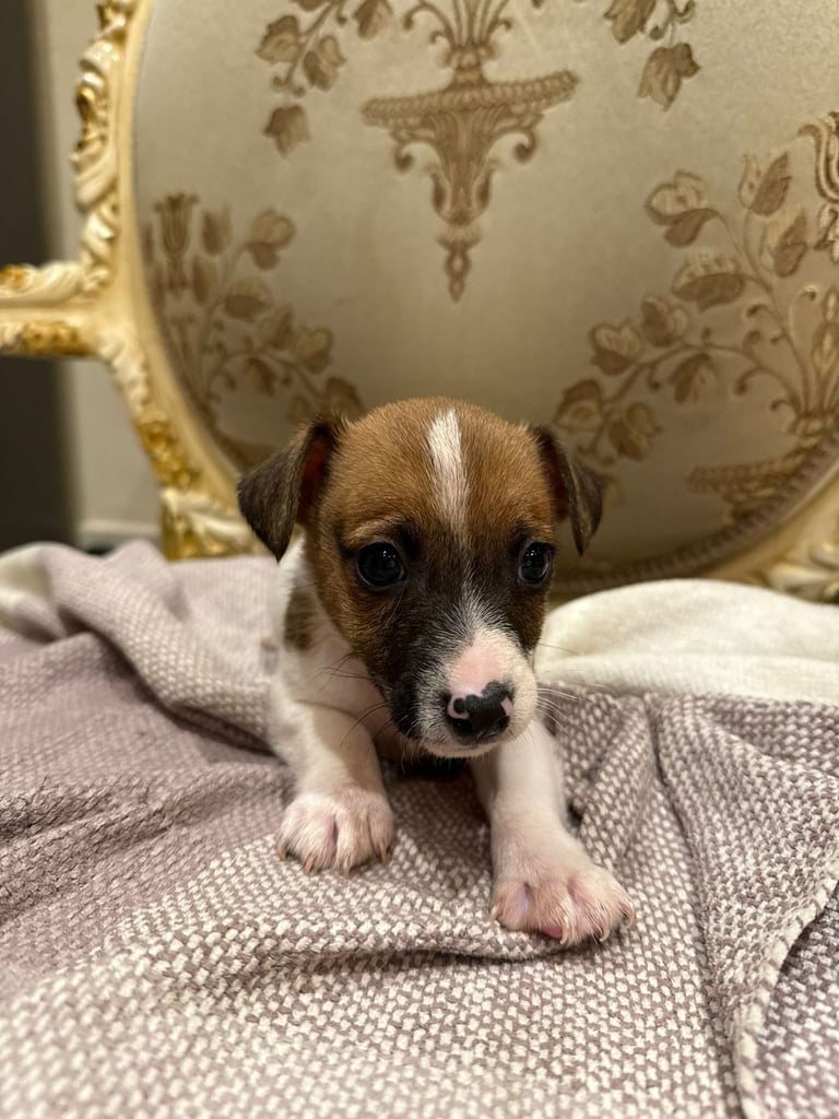 Jack Russell puppies