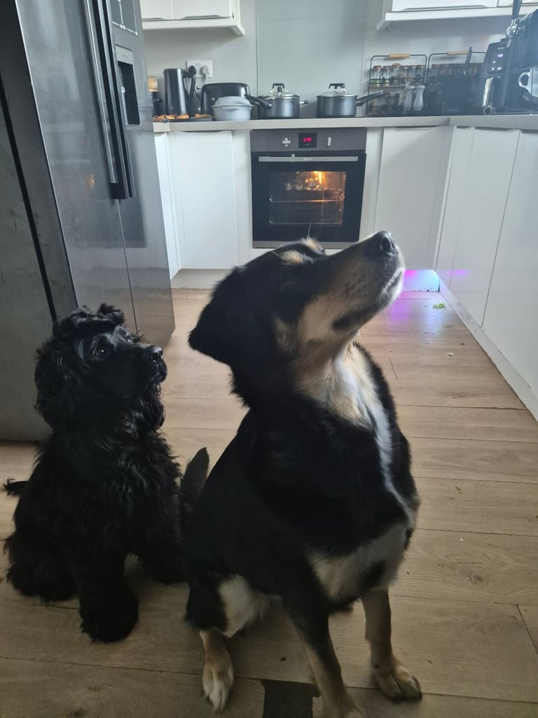 Mixed breed puppies 