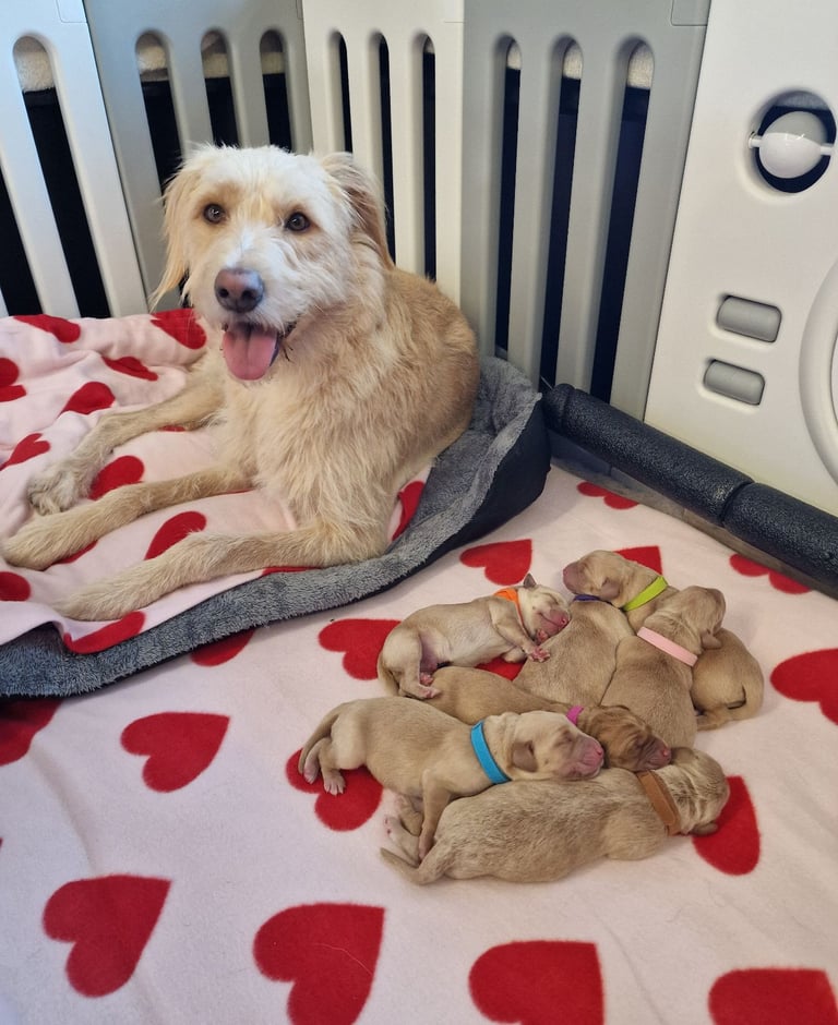 Labrador Cross Pups