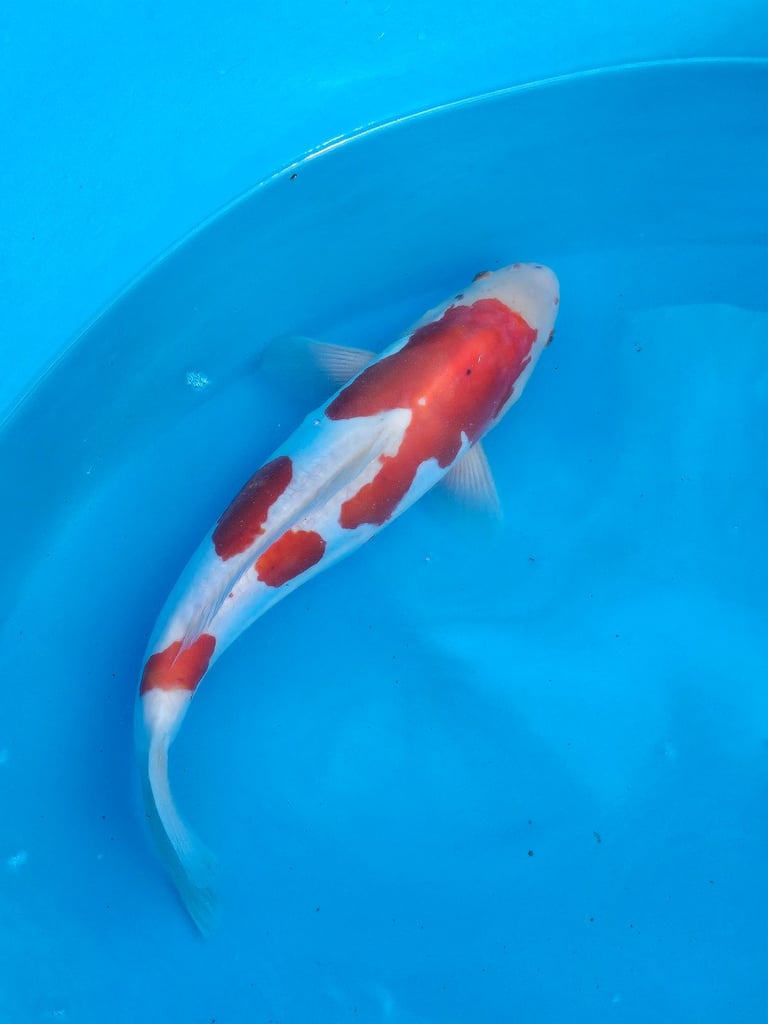Large Japanese koi fish for sale 