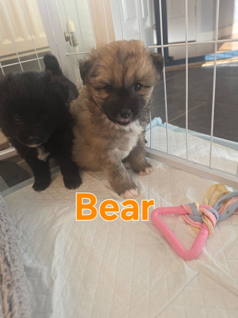 Pomsky F3b puppies