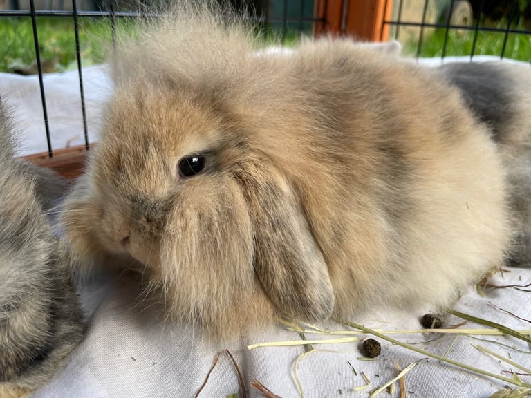 Mini Lion Lop Babies - 1 boy left 