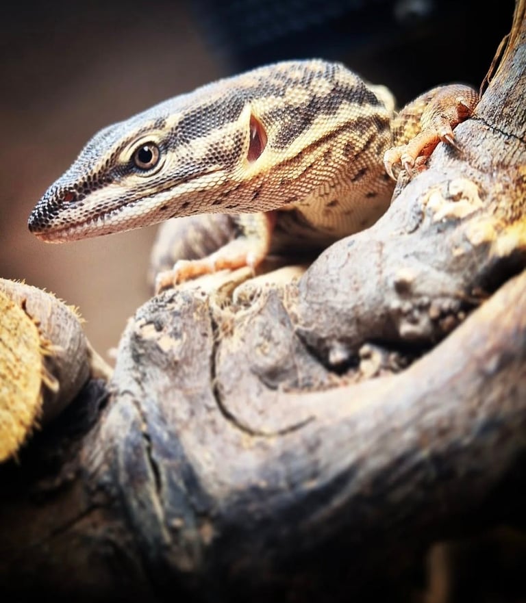 Selling my ackie monitor