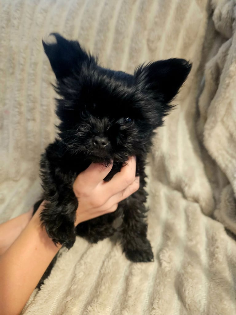 Yorkshire terrier Black . READY NOW 