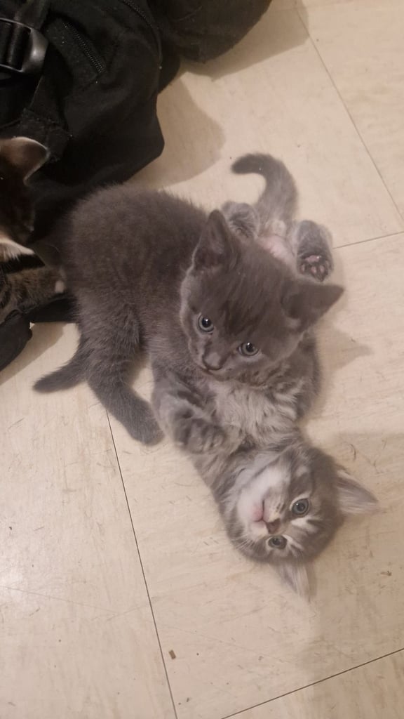 3 Kittens For Sale 