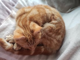 Beautiful GINGER FEMALE cat for sale