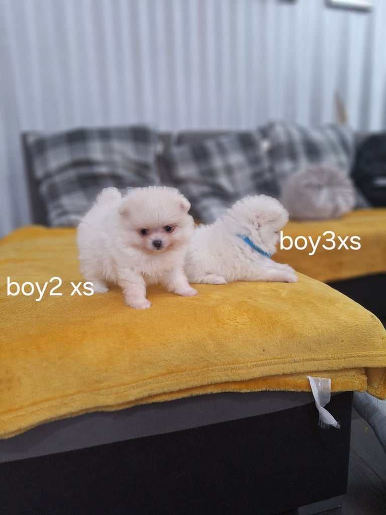 Beautiful pomeranian Teddy bear pomeranian puppies 