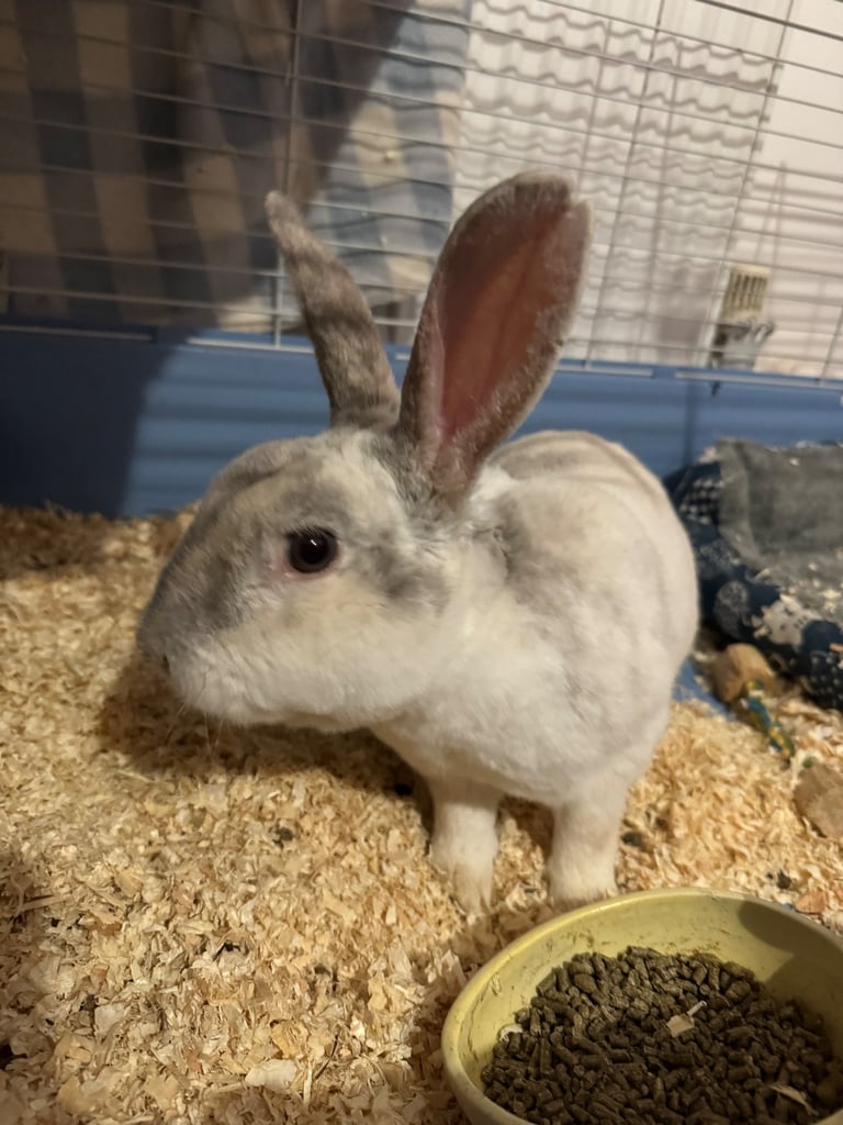 Rex male rabbit for sale