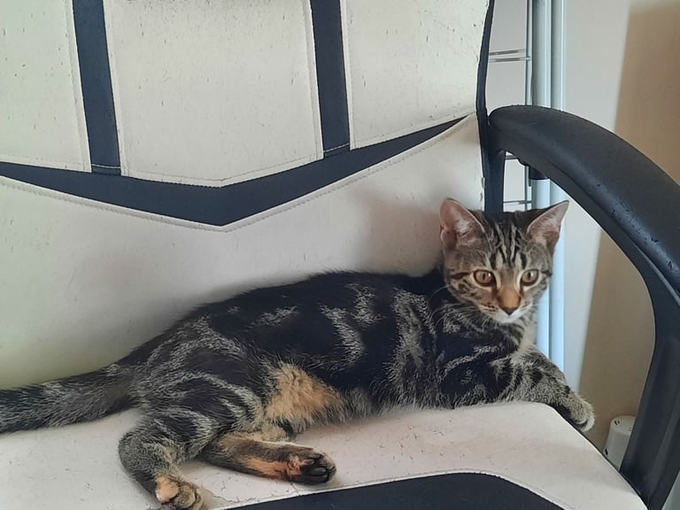 beautiful female kittens, white / tabby, looking for a new home