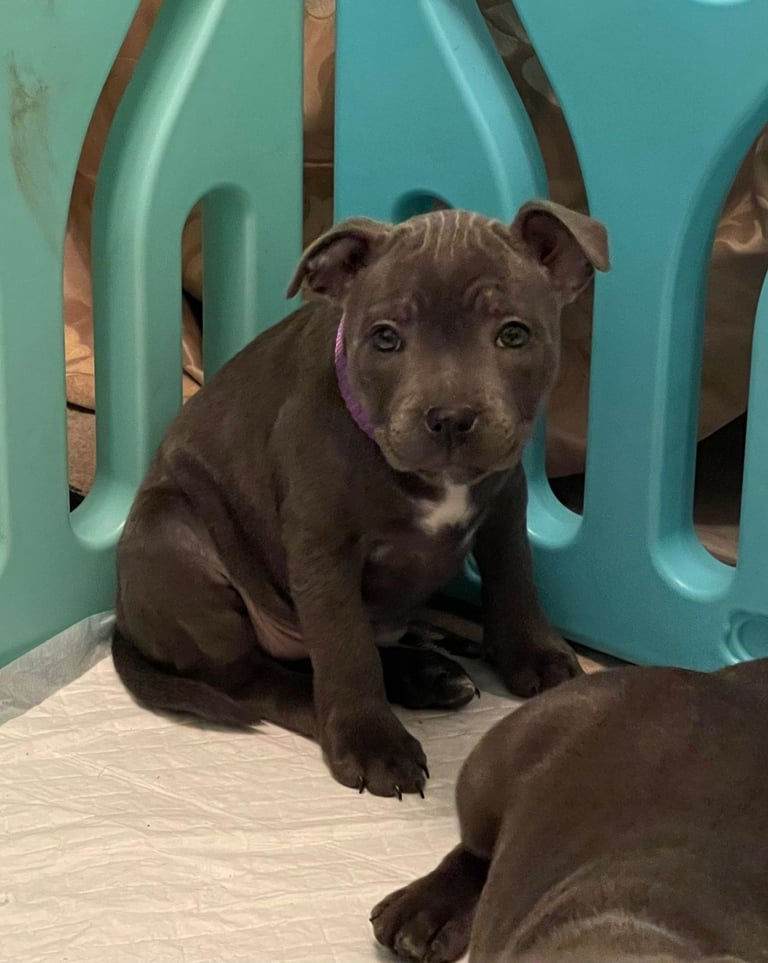 Beautiful Blue staffy puppies, KC registered ready to leave