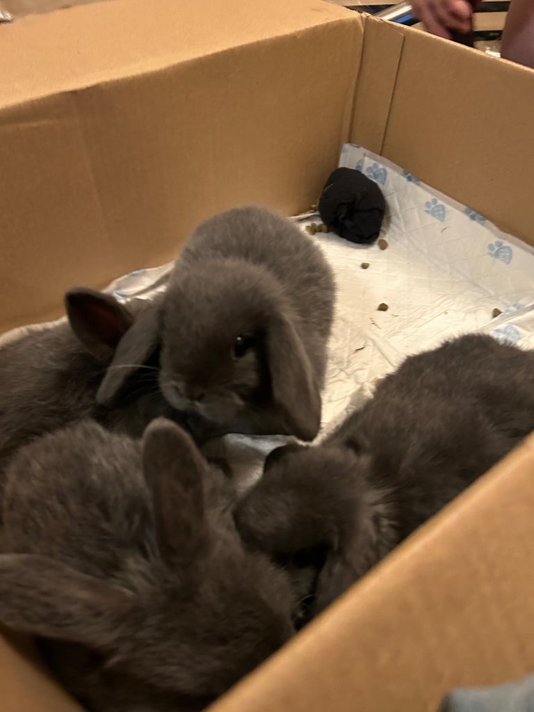 Baby mini lop (ready now)