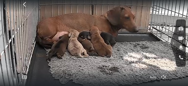 Miniature dachshund puppy