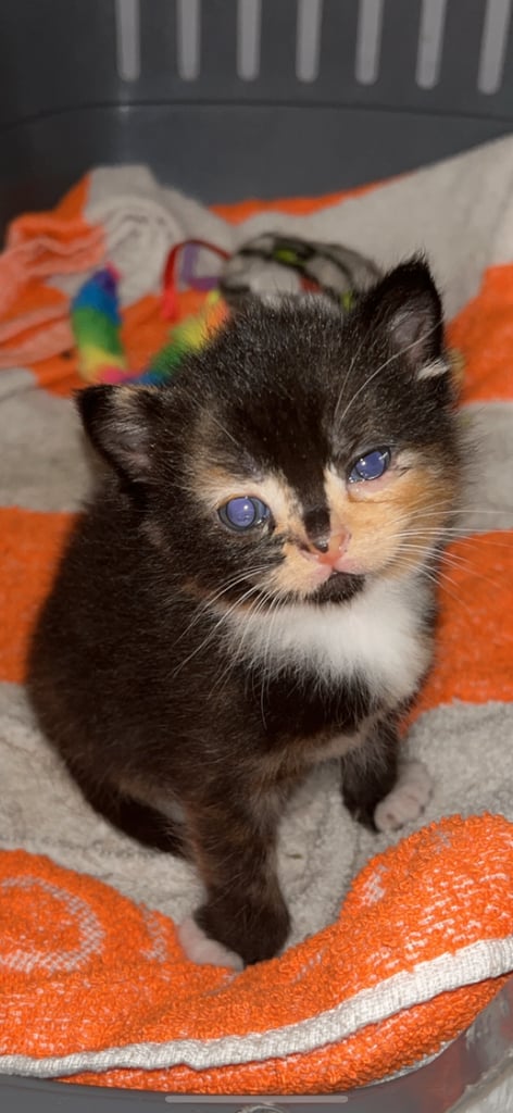 Kittens for sale 🐈‍⬛ 