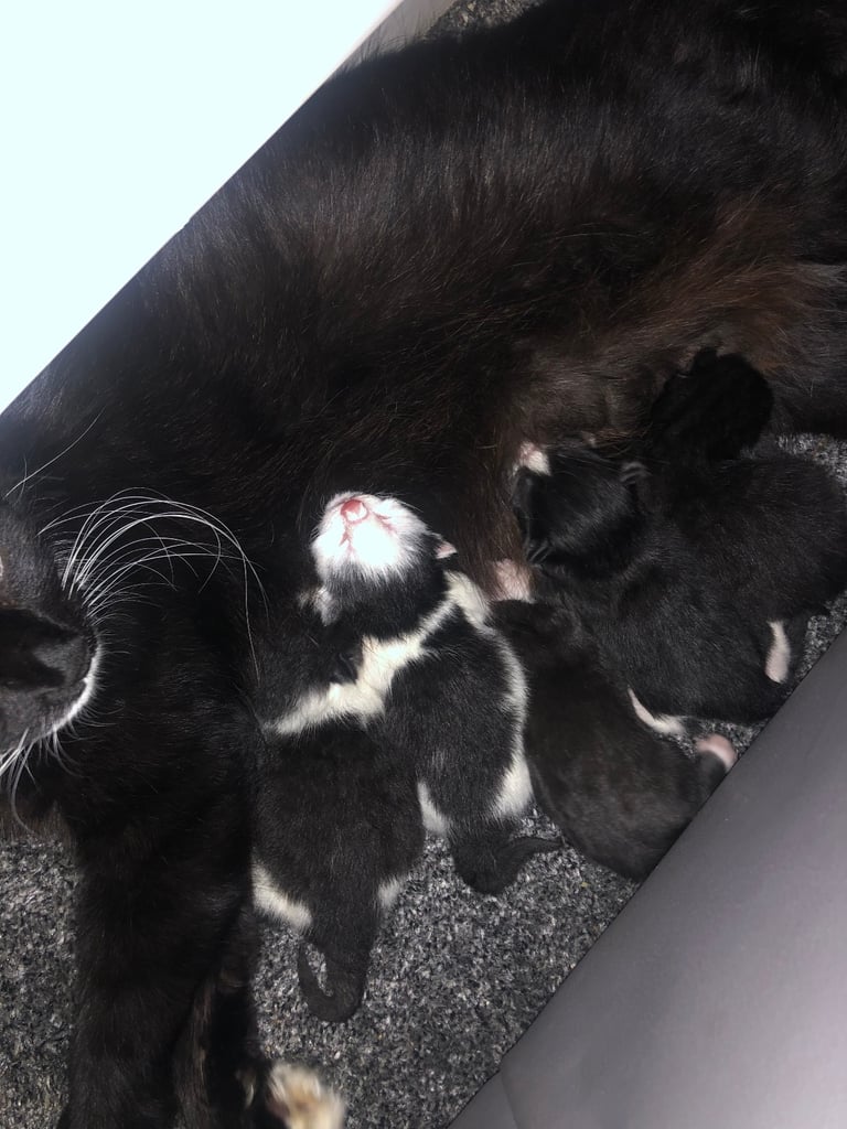 5 Beautiful Kittens for sale 