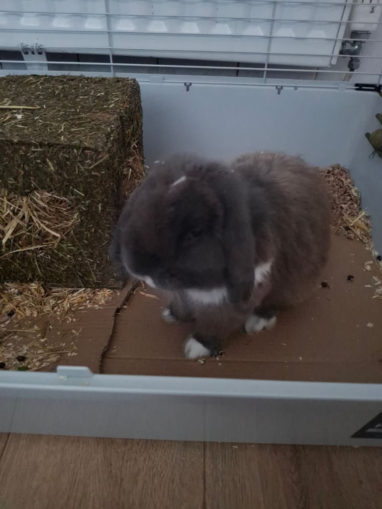 Male Mini lop Rabbit with Indoor Cage