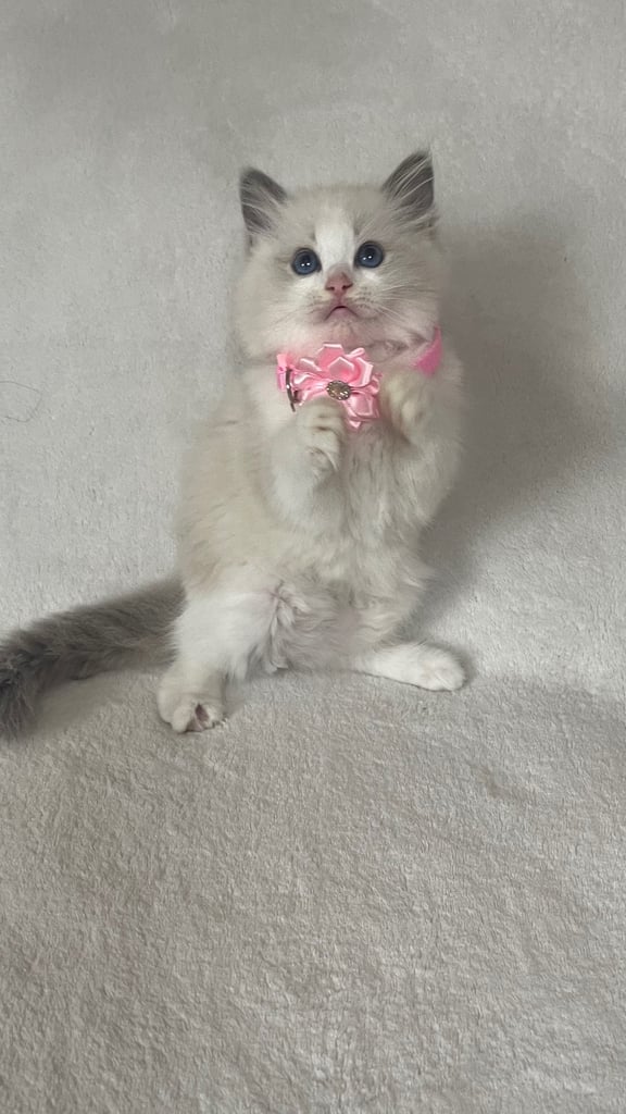 Ragdoll Kittens 