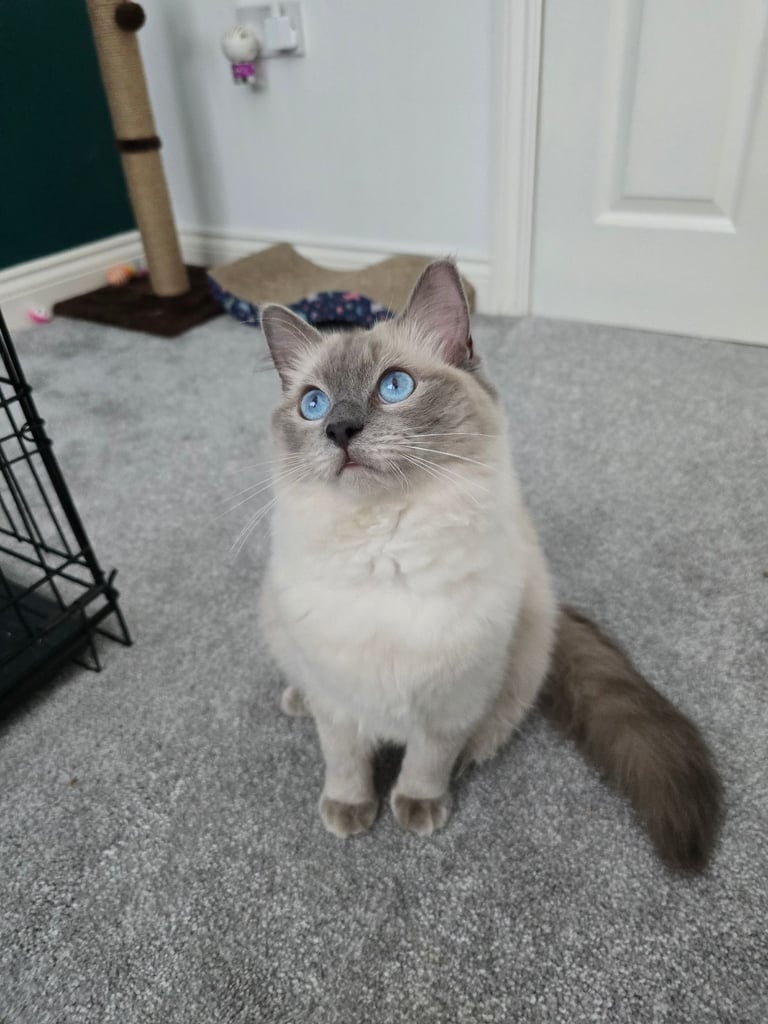 Female Ragdoll Rehoming 🩷