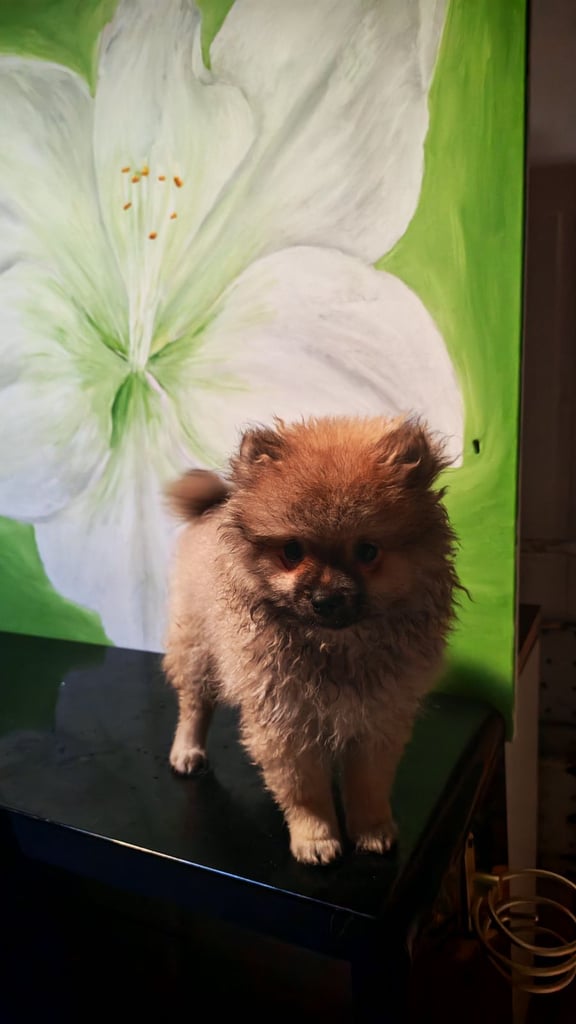 Pomeranian 