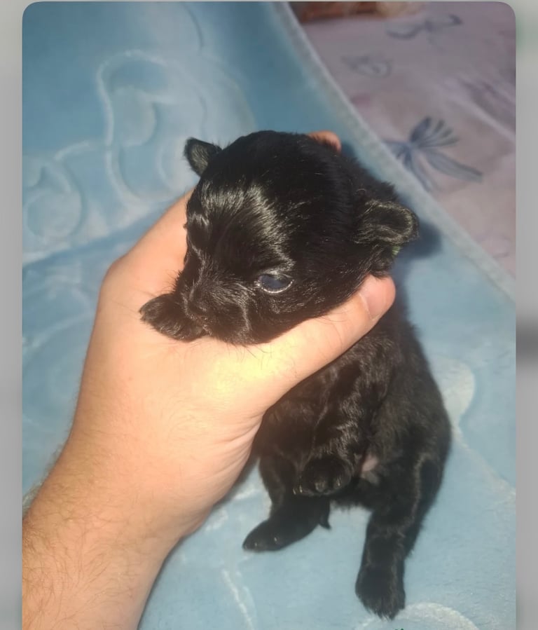 image for POMCHI BOY