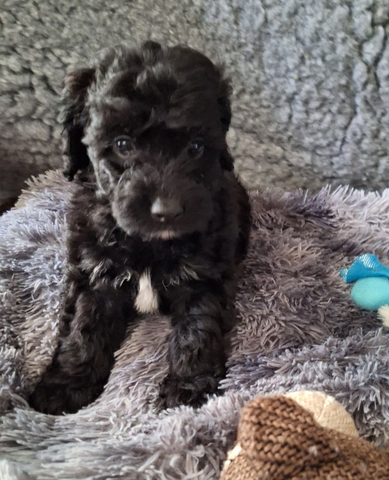 CAVAPOCHO  PUPPIES 8 WEEKS READY NOW