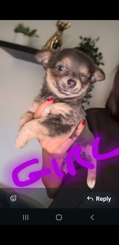 Long haired chihuahua puppys £1100