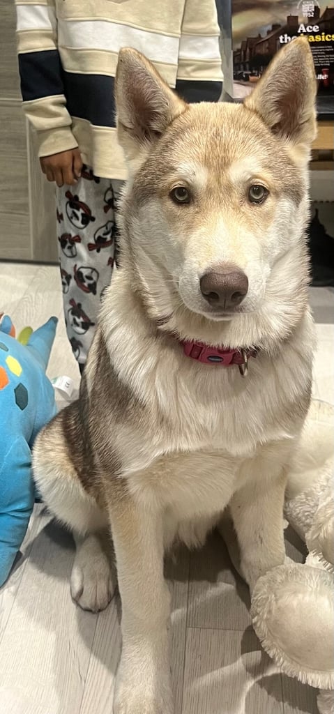 image for Huskita puppy for sale