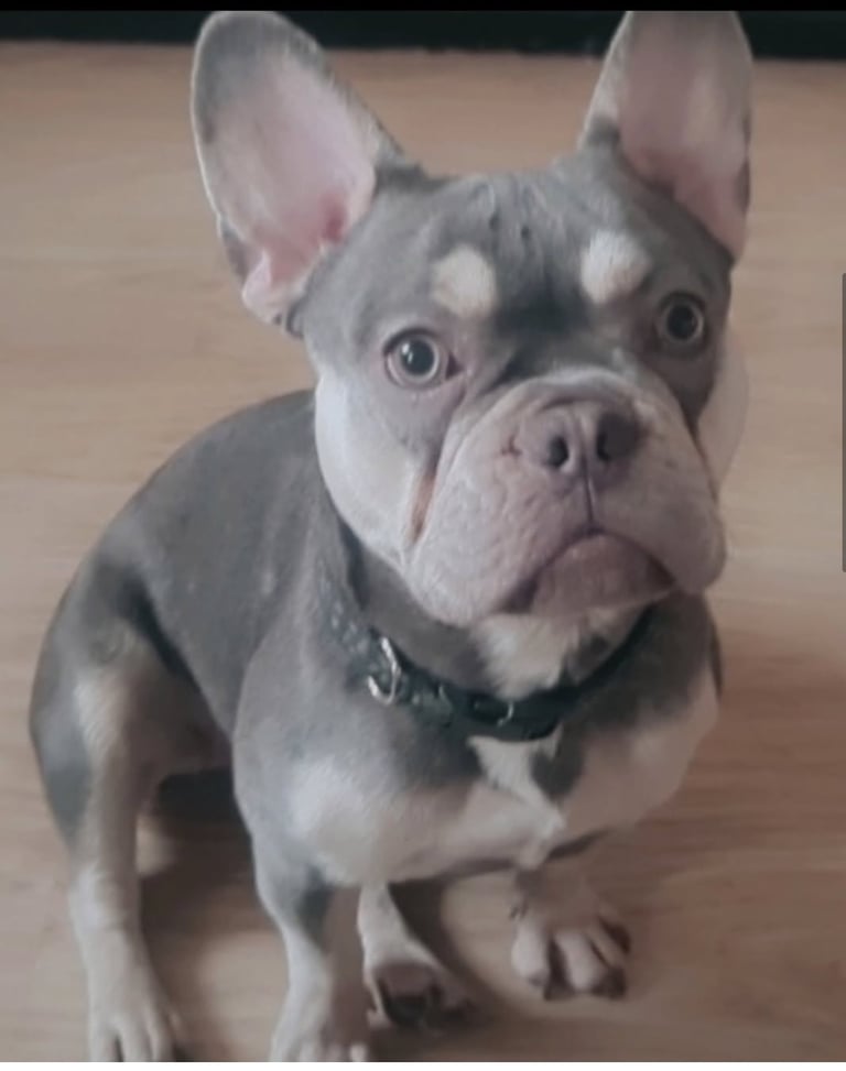 Nelly the frenchy