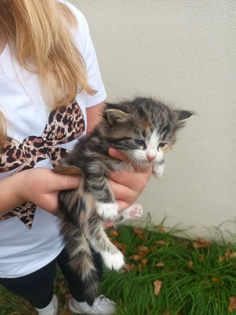 6 Kittens and Mother For Sale