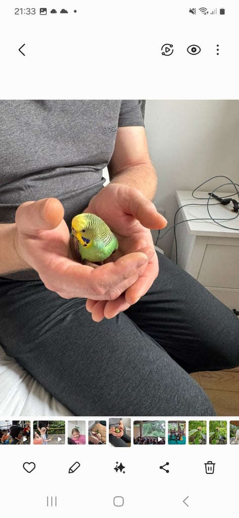 image for 3 year old Budgie