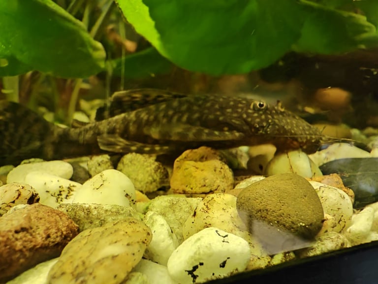 Tropical fish guppy and bristlenose pleco 