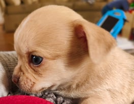 Two OUTSTANDING 100% Chihuahua boys for sale