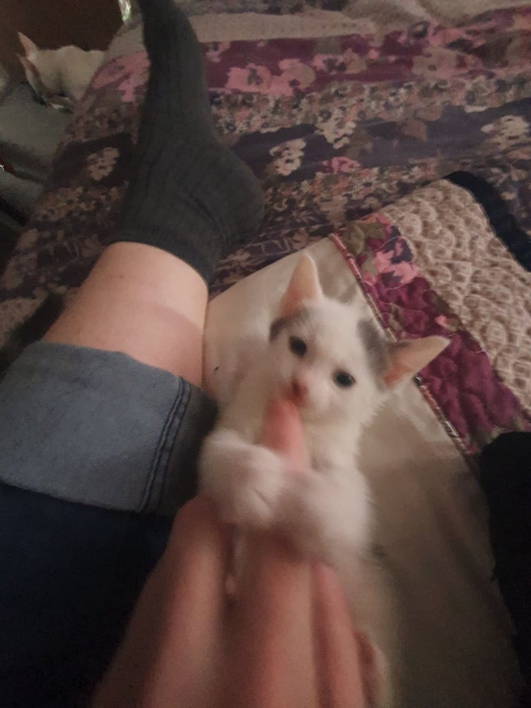 Beautiful blue/white russian kitten