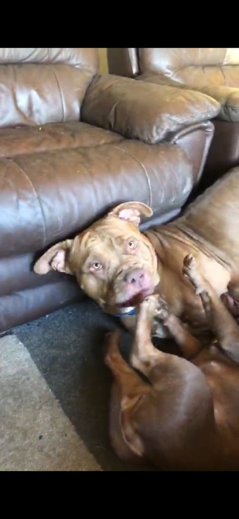 Female dog mixed breed needs a loving forever home