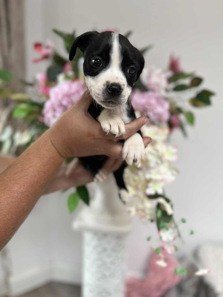 Puppies 