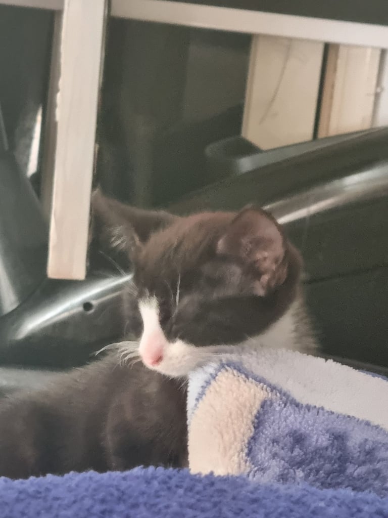 Adorable kittens seeking new home