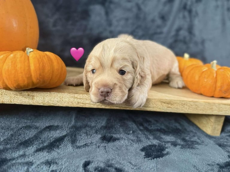 Cocker spaniel puppies