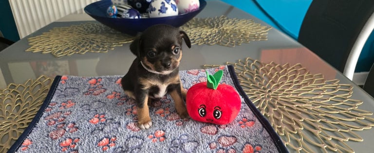 Chihuahua Puppies