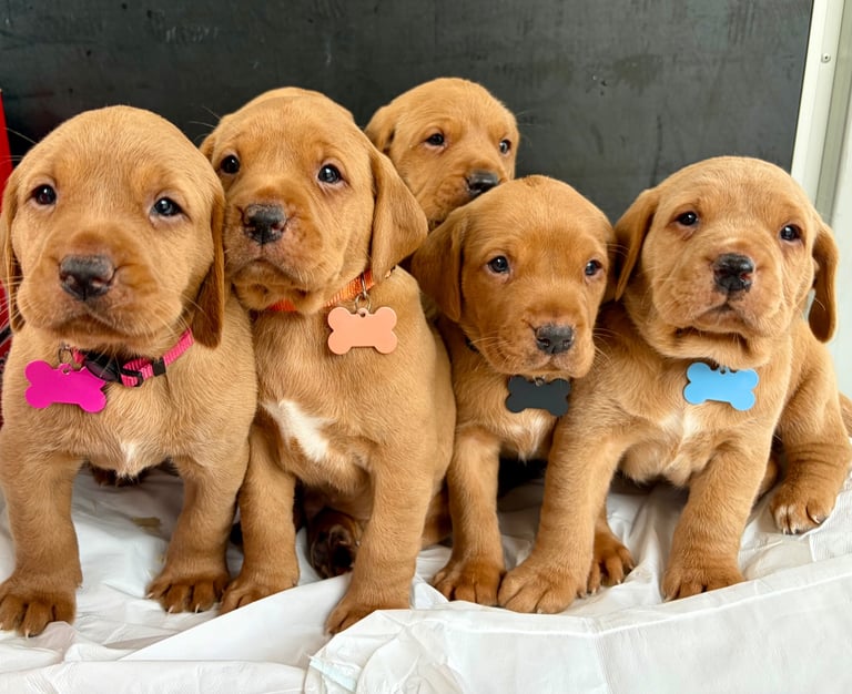 Kc fox red Labrador puppies ready 1 week 