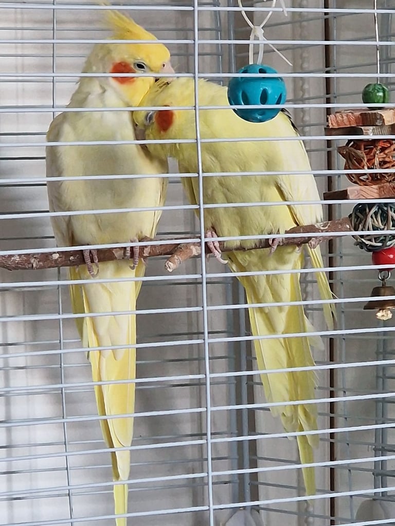 A young lutono cockateil couple. A big cage+£50