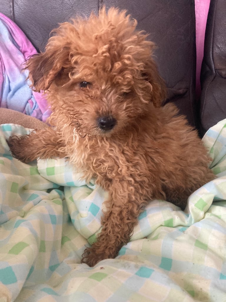 Lhasa apso x Cockapoo puppies 