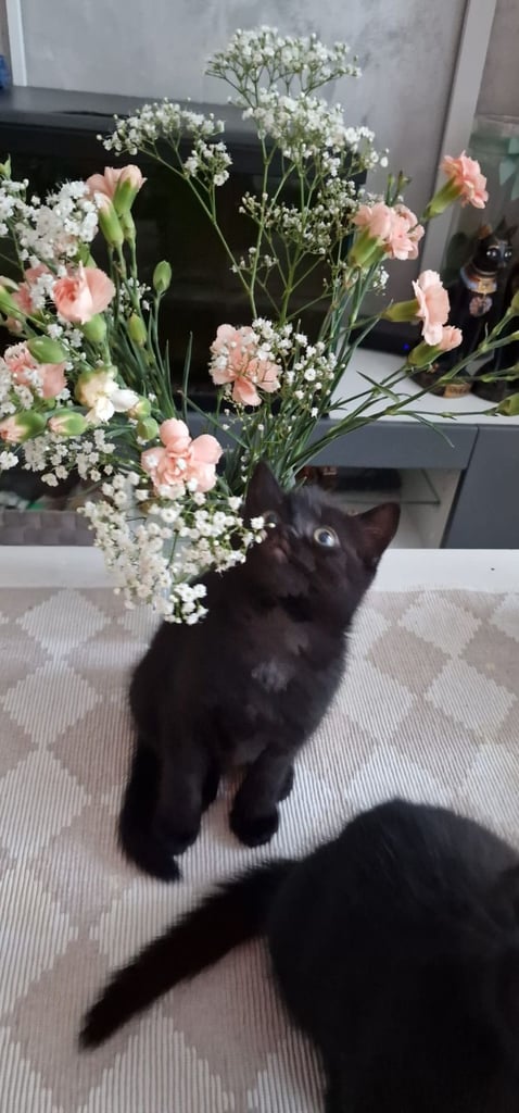 Cute kittens 